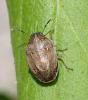Neottiglossa pusilla